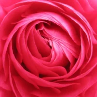 Intérieur d'une fleur pour symboliser le voyage intérieur grâce au livre La joie malgré tout